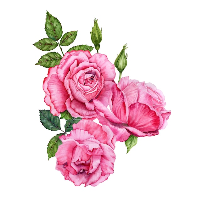 Beautiful botanical watercolor illustration with pink rose flowers and green leaves on white background