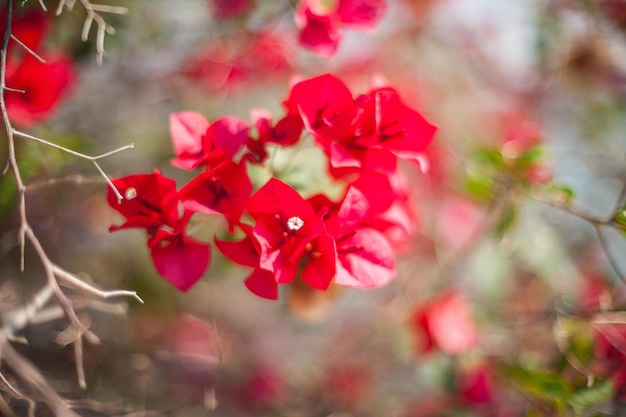 Красивый цветок бугенвилии в саду
