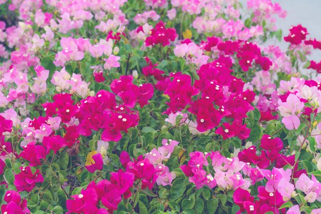 beautiful Bougainvillea flower for wallpaper texture and backgroundsoft focus