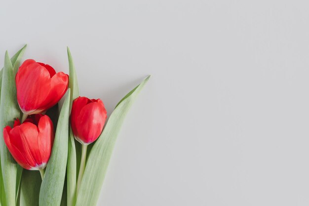 Beautiful bouquet of blooming spring bright red tulips with lush green foliage close-up on a white background