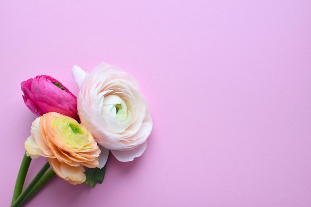 Beautiful bouquet of colorful ranunculus flowers on a pink surface