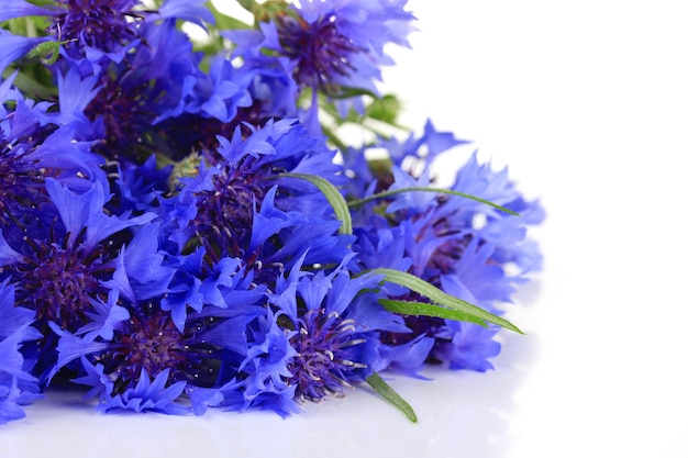 Beautiful bouquet of cornflowers isolated on white