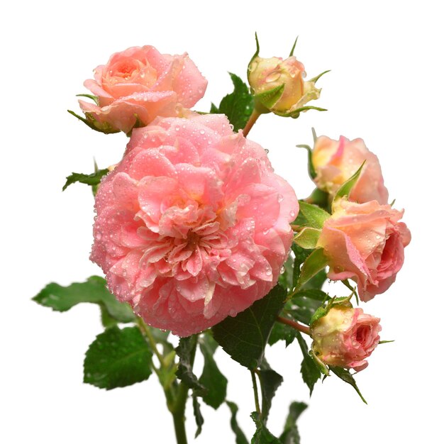 Beautiful bouquet of David Austin pink roses isolated on a white background Creative spring concept Flat lay top view