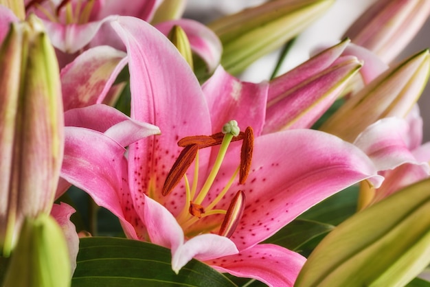 美しい花の花束さまざまな種類の花の花束