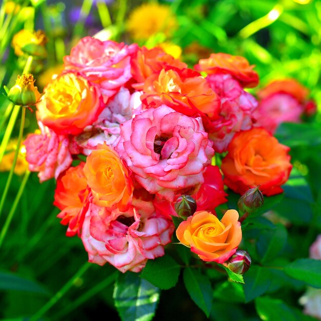 Beautiful bouquet of flowers roses in the garden on a lawn background. A lot of greenery and a flower bed. Landscape design. Nature. Perennial plants