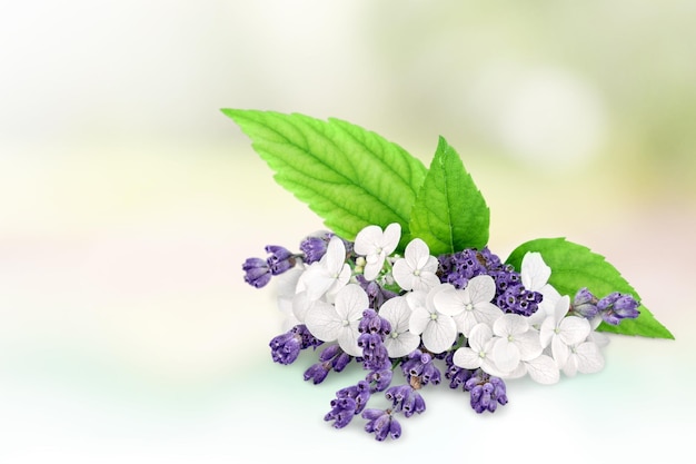 Beautiful bouquet of fresh flowers, close-up view