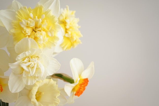 テキストのためのスペースと灰色の背景のクローズアップに対して花瓶に新鮮な黄色の水仙の花の美しい花束春の花母の日カード