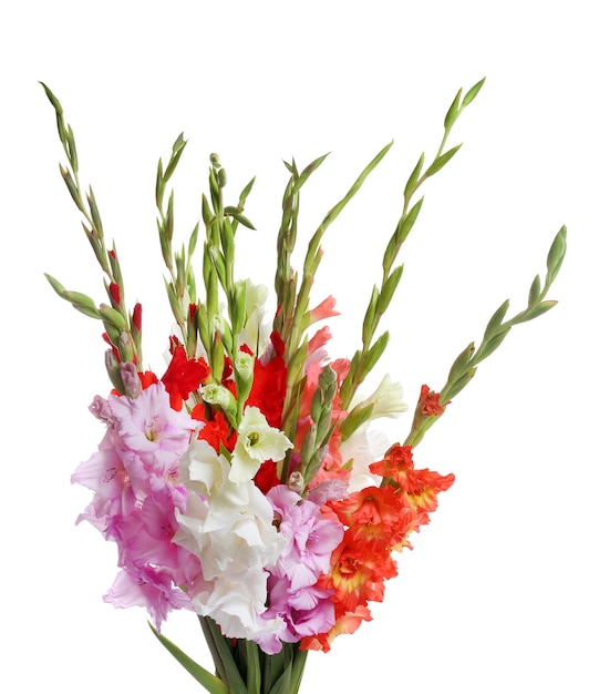 Beautiful bouquet of gladiolus flowers on white background