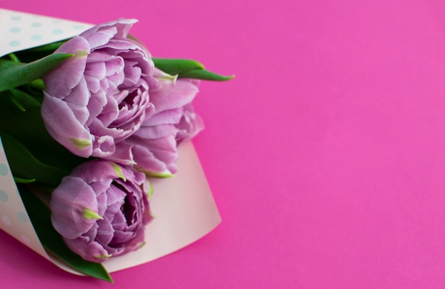 Beautiful bouquet of lilac spring tulips on a magenta surface