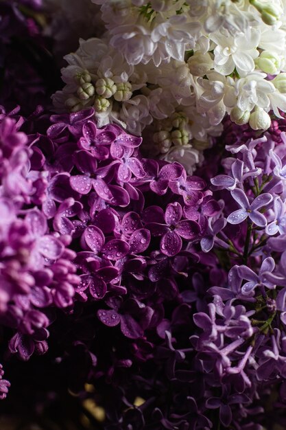 Beautiful bouquet of lilacs of different varieties closeup