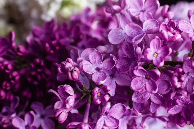 Beautiful bouquet of lilacs of different varieties closeup