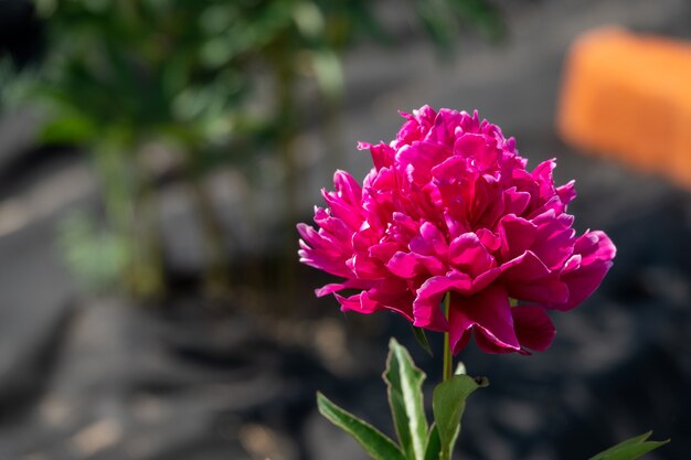 庭のピンクの牡丹の美しい花束