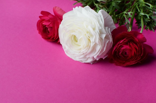 Фото Красивый букет цветов ранункулюса в красном и белом на розовом фоне