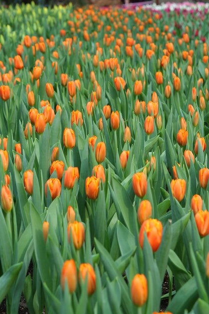 Beautiful bouquet of orange tulips