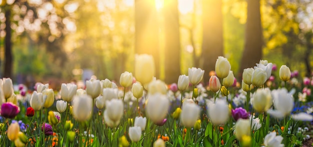 Beautiful bouquet panorama of red white pink tulips in spring nature, card design, love valentines