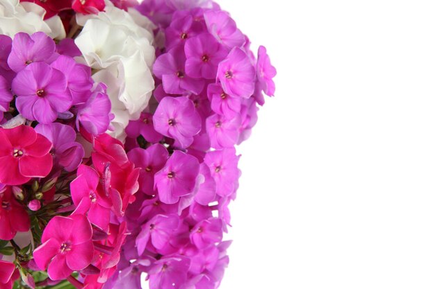 Beautiful bouquet of phlox isolated on white