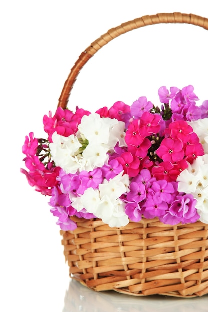 Beautiful bouquet of phlox in wicker basket isolated on white