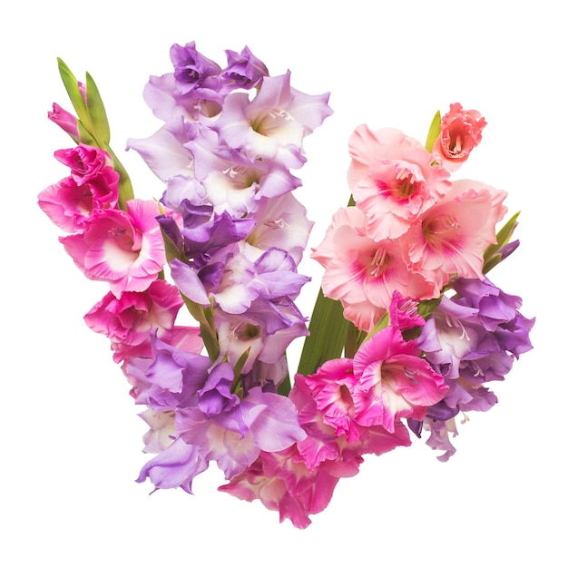Beautiful bouquet pink fashionable gladiolus flower isolated on white background. Wedding bouquet of the bride