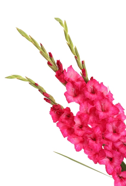 흰색 절연 핑크 글라디올러스의 아름다운 꽃다발
