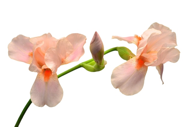 아름 다운 꽃다발 핑크 아이리스 꽃 봉 오리 흰색 배경에 고립. 부활절. 여름. 봄. 평평한 평지, 평면도. 사랑. 발렌타인 데이. 꽃 패턴, 개체입니다. 자연 개념