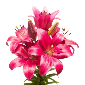 Bellissimo bouquet di fiori di giglio rosa isolato su sfondo bianco. forma di una stella marina. disposizione piatta, vista dall'alto