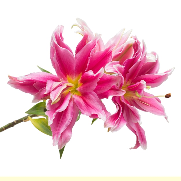 Photo beautiful bouquet of pink lily flower isolated on white background. lily in the form of a starfish.