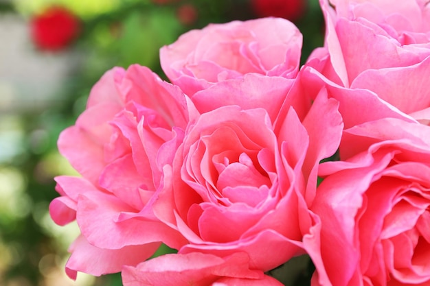 Beautiful bouquet of pink roses, closeup