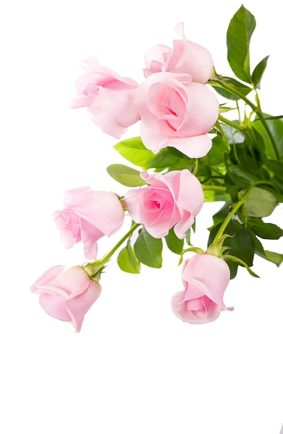 Beautiful bouquet of pink roses flowers isolated on white background