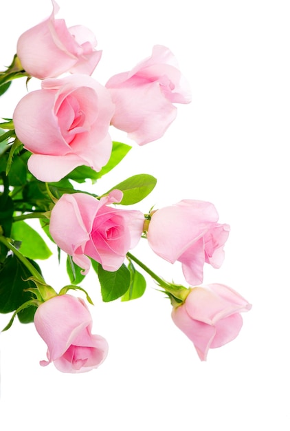 Beautiful bouquet of pink roses flowers isolated on white background