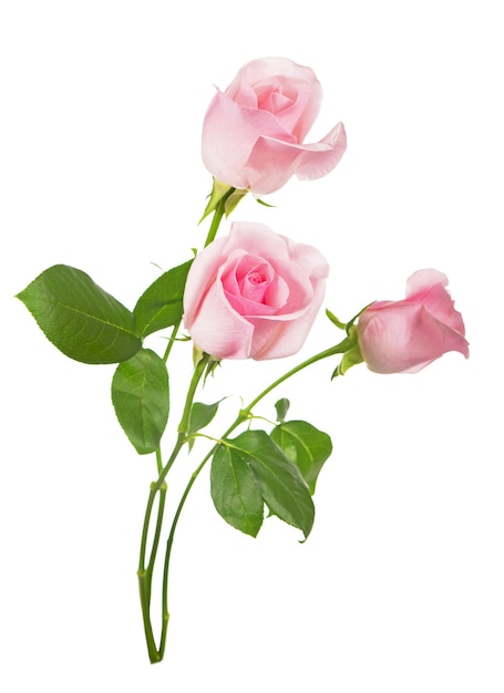 Beautiful bouquet of pink roses flowers isolated on white background