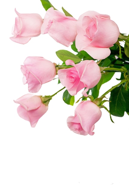 beautiful bouquet of pink roses isolated on white background