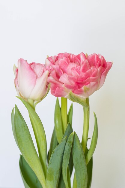 Beautiful bouquet of pink tulips on a white background.