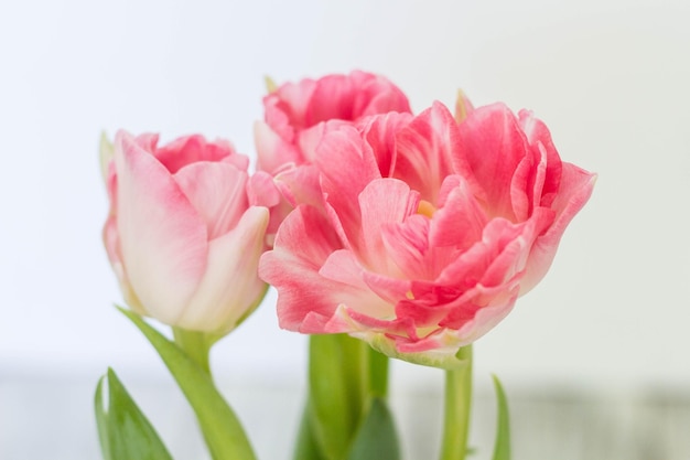 Beautiful bouquet of pink tulips on a white background