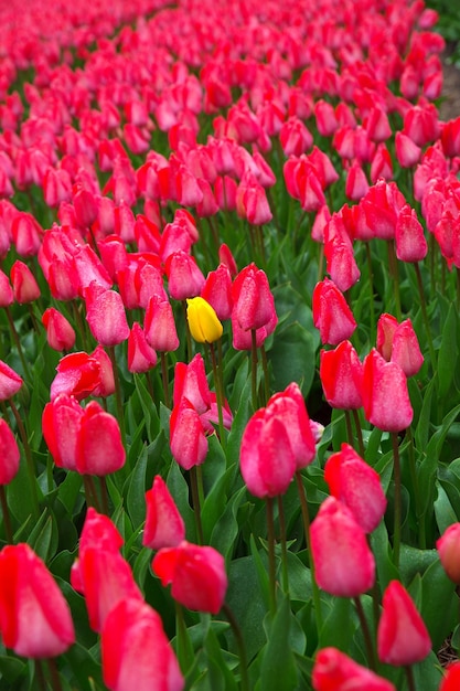 Beautiful bouquet of pink Tulips