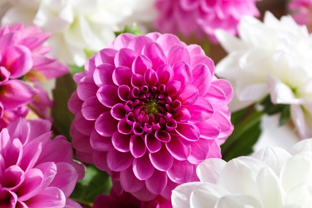 Beautiful bouquet of pink and white pompom dahlias close-up. Floral background