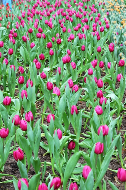 Beautiful bouquet of purple tulips