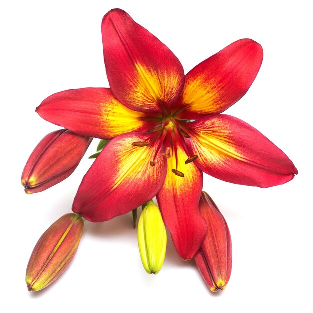 Beautiful bouquet of red lily flower isolated on white background. Form of a starfish. Flat lay, top view