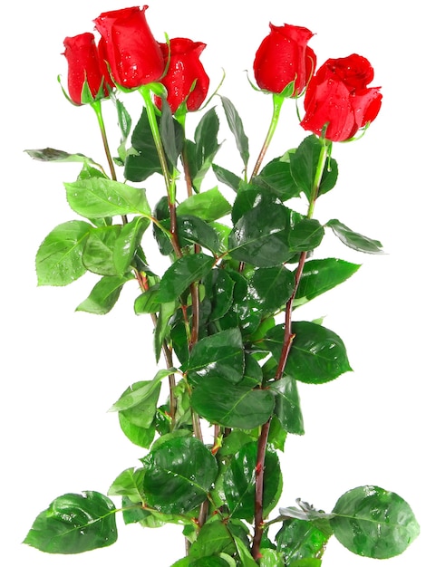 Beautiful bouquet of red roses  isolated on white background.