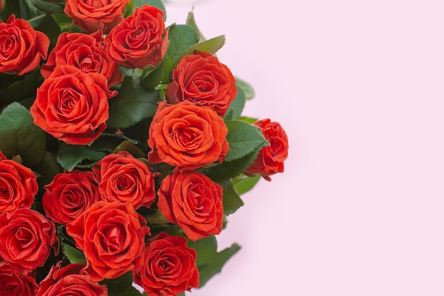 Beautiful bouquet of red roses on light background