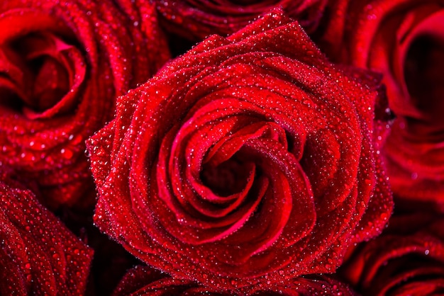 Beautiful bouquet of red roses love and romance concept