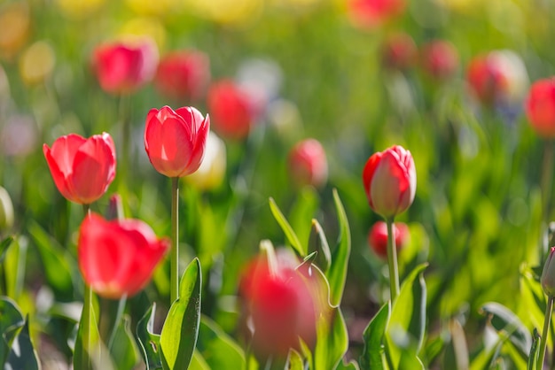 카드 디자인 및 웹 템플릿을 위한 봄 자연 클로즈업에서 빨간 튤립의 아름다운 꽃다발. 조용한