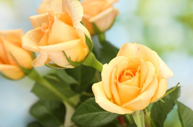 Beautiful bouquet of roses on green background