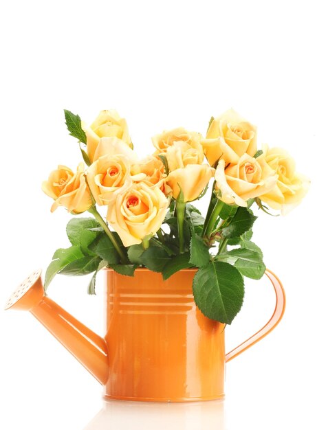 Beautiful bouquet of roses in watering can isolated on white