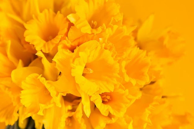 Beautiful bouquet of spring yellow narcisus flowers or daffodils Floral petals on bright yellow background