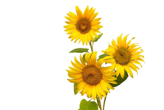 Beautiful bouquet of sunflower flowers isolated on white background. Agriculture, oil, seeds. Fashionable and creative composition. Flat lay, top view