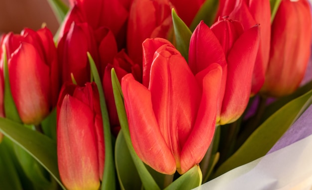Beautiful bouquet of tulips closeup on a white isolated background Red tulips