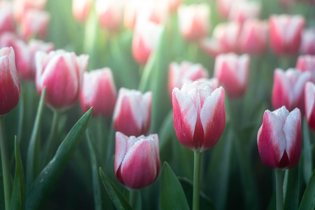 Beautiful bouquet of tulips. colorful tulips. nature background