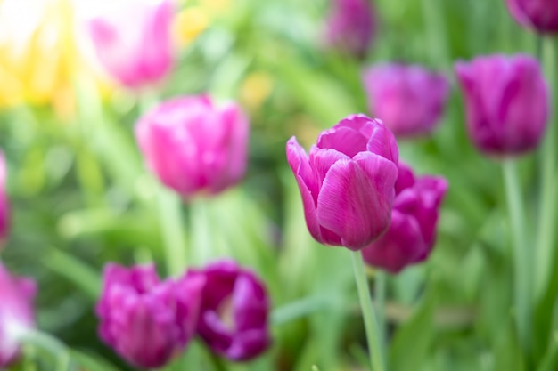 Beautiful bouquet of tulips. colorful tulips. nature background