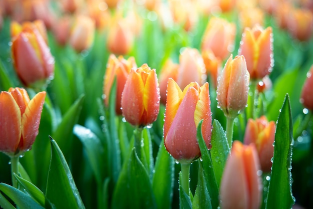 Beautiful bouquet of tulips in the garden