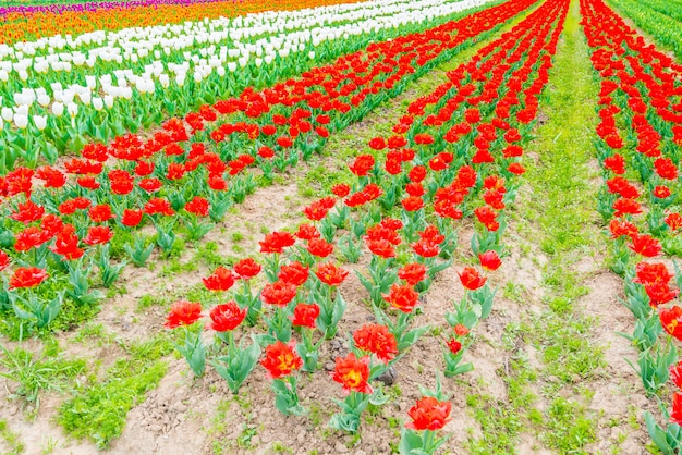 Beautiful bouquet of tulips in spring season.